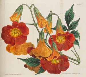 Revista Botânica, 1787-1833.
