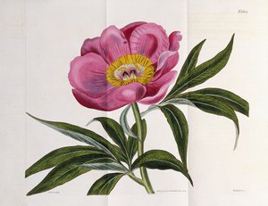 Ilustração, número 2264, de "The Botanical Magazine", 1787-1826