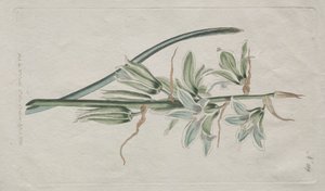 A Revista Botânica ou Jardim de Flores Exibido: Estrela de Belém, 1794.