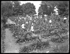 Crianças que trabalham no jardim escolar de Isham Park, Nova York, 16 de agosto de 1915 de William Davis Hassler