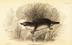 Ornitorrinco, Ornithorhynchus anatinus., 1841 (gravura)