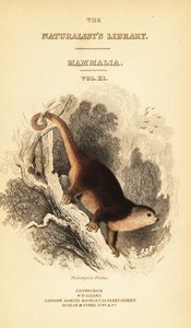 Sulawesi bear cuscus, Ailurops ursinus. , 1841 (gravura)