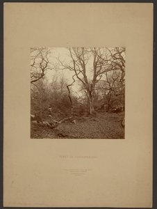 Floresta de Fontainebleau de William Drooke Harrison