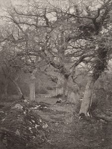 Floresta de Fontainebleau, década de 1870. de William Harrison