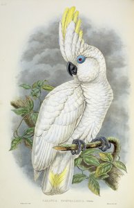 Cacatua de olhos azuis