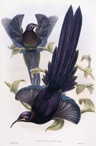 Epimachus Ellioti, Ala, c.1891-1898 de William Hart