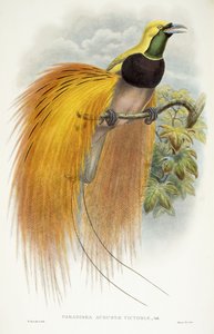 Paradisea Augusta Victoria, 1891-1898
