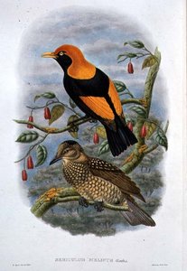 Sericulus Melinus (cor litho)
