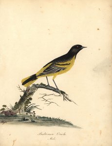 Baltimore oriole, Icterus galbula. (Baltimore oriole, Oriolus baltimore) Gravura em placa de cobre colorida à mão de uma ilustração de Matilda Hayes de William Hayes