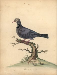 Pomba de codorniz de cabeça azul, Starnoenas cyanocephala. Ameaçada de extinção. (Tartaruga ou pombo de cabeça azul, Columba cyanocephala) Gravação manual em chapa de cobre colorida de uma ilustração de William Hayes de Portraits of Rare and Curious Birds  de William Hayes