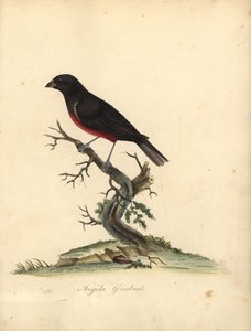 Barbatana de semente de barriga castanha, Oryzoborus angolensis. (Angola grosbeak, Loxia angolensis) Gravura manual em chapa de cobre colorida de uma ilustração de William Hayes de Portraits of Rare and Curious Birds from the Menagery of Osterly Park, Lond de William Hayes