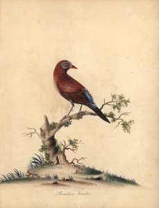 Granadeiro comum, Uraeginthus granatinus, nativo da África. (Fringilla granatina) Gravura em cobre colorida à mão de uma ilustração de William Hayes de Portraits of Rare and Curious Birds from the Menagery of Osterly Park, Londres: Bu