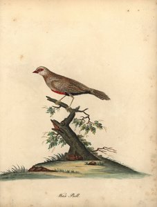 Cera comum, Estrilda astrilda astrild. (Loxia astreld) Gravação manual em chapa de cobre colorida de uma ilustração de William Hayes de Portraits of Rare and Curious Birds from the Menagery of Osterly Park.