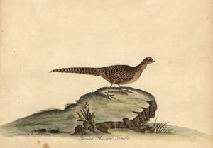 Faisão dourado ou chinês, Chrysolophus pictus, fêmea. (Faisão pintado, Phasianus pictus) Gravura em placa de cobre colorida à mão de uma ilustração de Ann e Emily Hayes de William Hayes