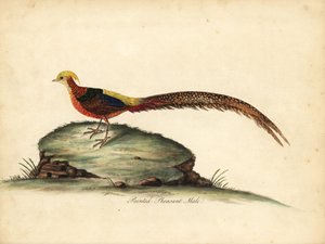 Faisão dourado ou chinês, Chrysolophus pictus, macho (faisão pintado, Phasianus pictus) Gravação manual em chapa de cobre colorida de uma ilustração de William Hayes de Portraits of Rare and Curious Birds from the Menagery of Osterly Park, Londres: Bulmer de William Hayes