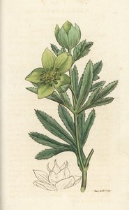 Heléboro verde, Helleborus viridis. Gravura em cobre colorida à mão por James Sowerby de James Smith