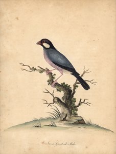 Pardal de Java, Lonchura oryzivora. Vulnerável. (Java grosbeak, Loxea oryxivora) Gravura em placa de cobre colorida à mão de uma ilustração de William Hayes de Retratos de pássaros raros e curiosos do Menagery of Osterly Park, Londres: Bulmer