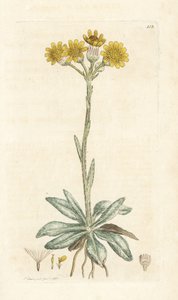 Pulga da montanha, Tephroseris integrifolia (Cineraria integrifolia). Gravura em cobre colorida à mão por James Sowerby de James Smith