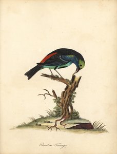 Paraíso curtidor, Tangara chilensis. (Tanagra tatao) Gravura em chapa de cobre colorida à mão de uma ilustração de William Hayes, de Portraits of Rare and Curious Birds from the Menagery of Osterly Park (Londres: Bulmer