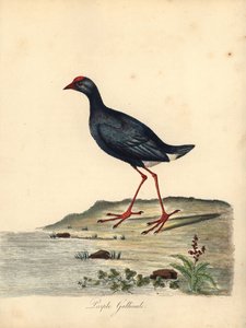 swamphen roxo, Porphyrio porphyrio. (Gallinule roxo, Fulica porphyrio) Gravura em placa de cobre colorida à mão de uma ilustração de William Hayes de Retratos de pássaros raros e curiosos do zoológico de Osterly Park (Londres: Bulmer de William Hayes