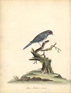 Cordonbleu de bochechas vermelhas, Uraeginthus bengalus. (Finch-de-barriga-azul, Fringilla benghalus.) Gravura em placa de cobre colorida à mão de uma ilustração de William Hayes de Retratos de pássaros raros e curiosos do zoológico de Osterly Park (Londre de William Hayes