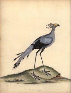 Secretarybird, Sagittarius serpentarius. Vulnerável. (Falco serpentarius) Gravura em chapa de cobre colorida à mão de uma ilustração de William Hayes de Portraits of Rare and Curious Birds from the Menagery of Osterly Park.