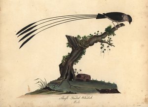 Whydah de cauda de eixo, Vidua regia. (Shaft-tailed whidah, Emberiza regia) Gravação em chapa de cobre colorida à mão de uma ilustração de William Hayes e da sua filha M (Matilda) de Portraits of Rare and Curious Birds from the Menagery of Osterly Park, Lo de William Hayes