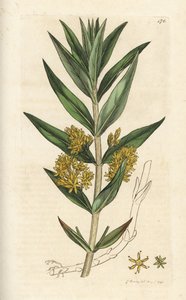 Loosestrife tufado, Lysimachia thyrsiflora. Gravura em cobre colorida à mão por James Sowerby de James Smith