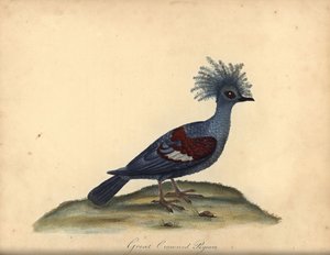 Pombo coroado ocidental, Goura cristata. (Grande pombo coroado da Índia, Columba coronata). Vulnerável. Gravura em chapa de cobre colorida à mão de uma ilustração de William Hayes, de Portraits of Rare and Curious Birds from the Menagery of Osterly Park (L
