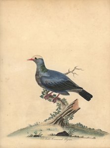 Pombo de coloração branca, Patagioenas leucocephala. Quase ameaçado. (Columba leucocephala) Gravura em chapa de cobre colorida à mão de uma ilustração de William Hayes, de Portraits of Rare and Curious Birds from the Menagery of Osterly Park. de William Hayes