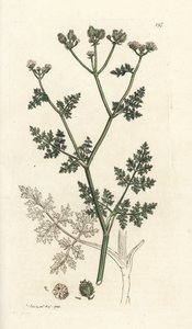 Flor de renda branca, Orlaya grandiflora (pequeno caucalis ou salsa basard, Caucalis daucoides). Gravura em cobre colorida à mão por James Sowerby de James Smith