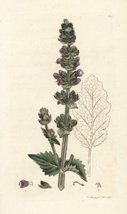 Esclareia inglesa selvagem, Salvia verbenaca. Gravura em cobre colorida à mão por James Sowerby de James Smith