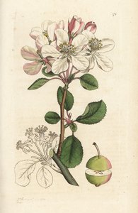 Maçã selvagem ou crabtree, Malus domestica (Pyrus malus). Gravura em cobre colorida à mão por James Sowerby de James Smith