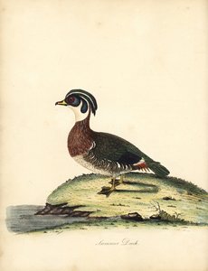 Pato de madeira, Aix sponsa. (Pato de verão, Anas sponsa.) Gravura em placa de cobre colorida à mão de uma ilustração de William Hayes de Retratos de pássaros raros e curiosos do zoológico de Osterly Park (Londres: Bulmer
