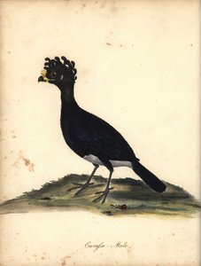 Mutum de canela amarela, Crax daubentoni, masculino (Curasso, Crax globicera) Quase ameaçado. Gravura em chapa de cobre colorida à mão de uma ilustração de C. Hayes dos Retratos de Aves Raras e Curiosas de William Hayes, do Menagery of Osterly Park (Londre