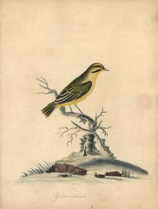 Tentilhão amarelo, Fringilla butyracea. Extinta? Gravura em chapa de cobre colorida à mão de uma ilustração de William Hayes de Portraits of Rare and Curious Birds from the Menagery of Osterly Park (Londres: Bulmer