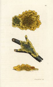 Líquen de parede amarela, Lichen parietinus. Gravura em cobre colorida à mão por James Sowerby de James Smith