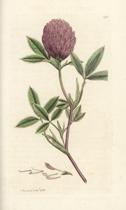 Trevo ziguezague ou trefólio, Trifolium medium. Gravura em chapa de cobre colorida à mão por James Sowerby, de James Smith