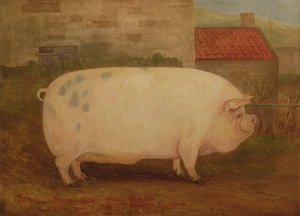 `Jumbo &39;, 16 meses de idade, 41 pedra, produzido por J. Young, Newholm, Yorkshire, 1886