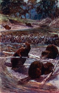 "Eles constroem uma barragem através do riacho" (cor litho) de William Henry Charles Groome