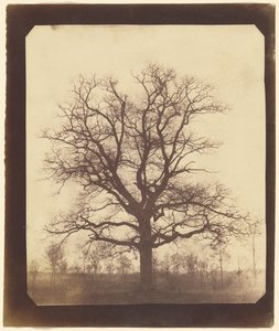 [Um carvalho no inverno]. de William Henry Fox Talbot