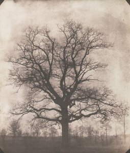 Um carvalho no Inverno, c.1892-93 (calótipo negativo)