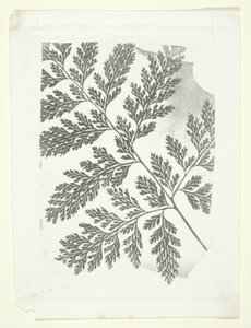 Ramo de um feto de William Henry Fox Talbot