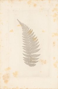 [Longe] de William Henry Fox Talbot