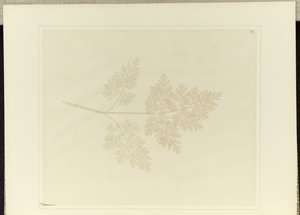 Folha de uma planta de William Henry Fox Talbot