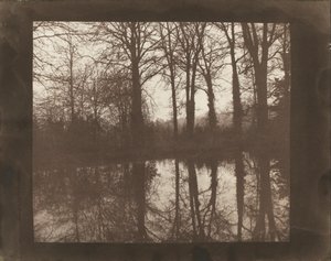 Árvores e reflexões