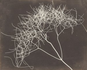 [Funcho selvagem], 1841-42.