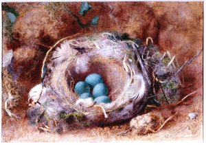 Ninho de Aves, cerca de 1825-1850 (aguarela e guache) de William Henry Hunt