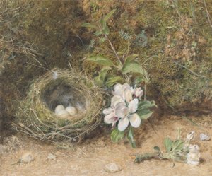 Ninho de Pássaro com Sprays de Flores de Maçã, c.1845-50 (bodycolour e wc com giz e goma sobre papel) de William Henry Hunt