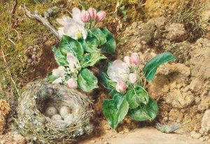 Ninho de pássaro e flor de maçã (wc no cartão) de William Henry Hunt
